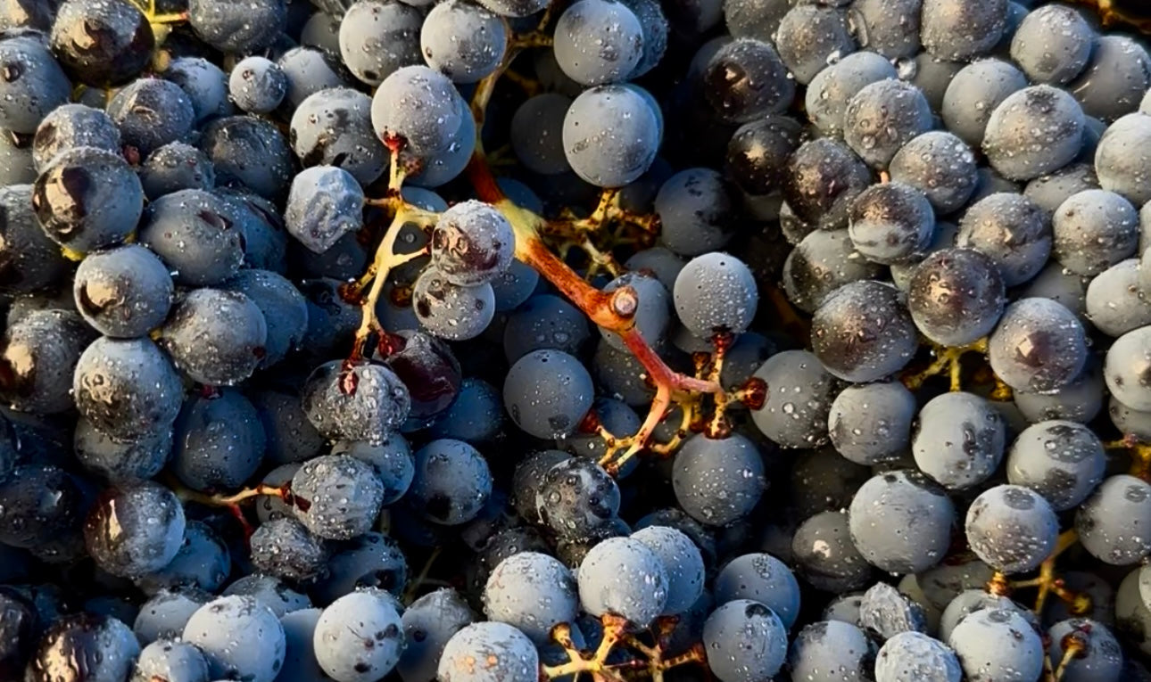 How to Make Wine at Home: The Complete Guide from Grape to Bottle