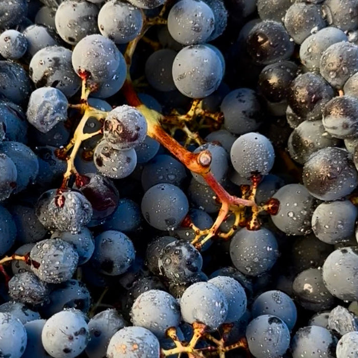How to Make Wine at Home: The Complete Guide from Grape to Bottle